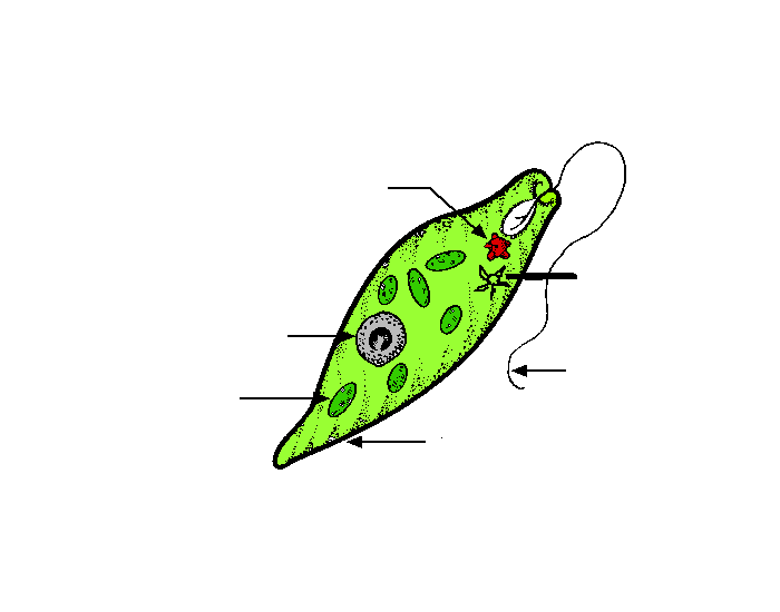 Строение эвглены зеленой рисунок с подписями 7 класс