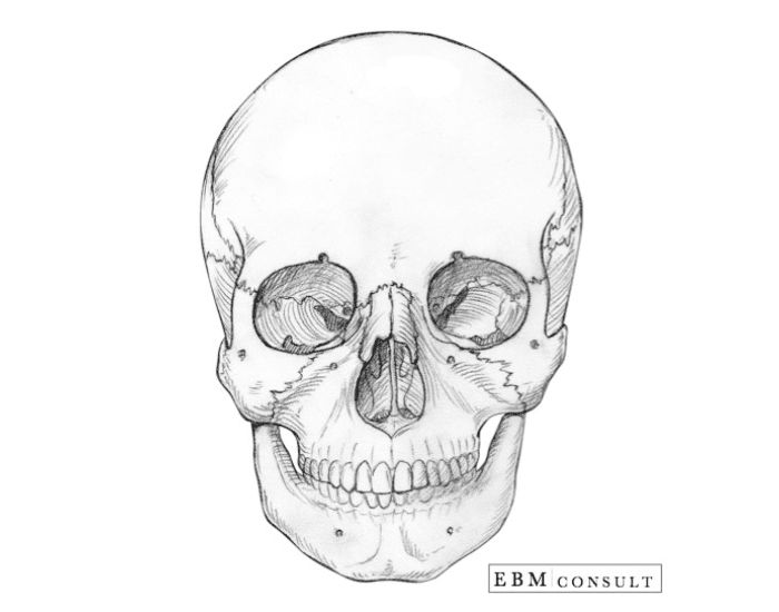 Череп спереди рисунок