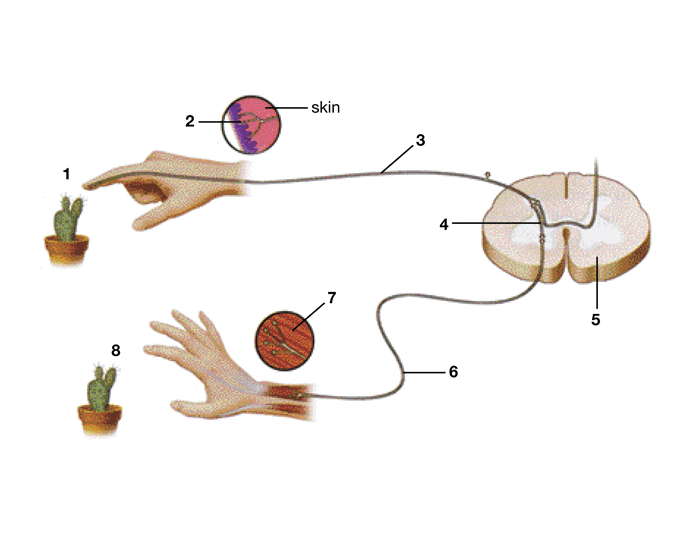 Схема рефлекторной дуги отдергивания руки от горячего предмета