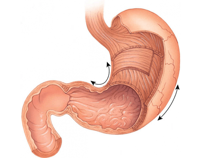 Кардия желудка что это такое анатомия. Сфинктер недостаточность кардии желудка. Кардиальный клапан желудка. Кардинальный жом желудка что это.