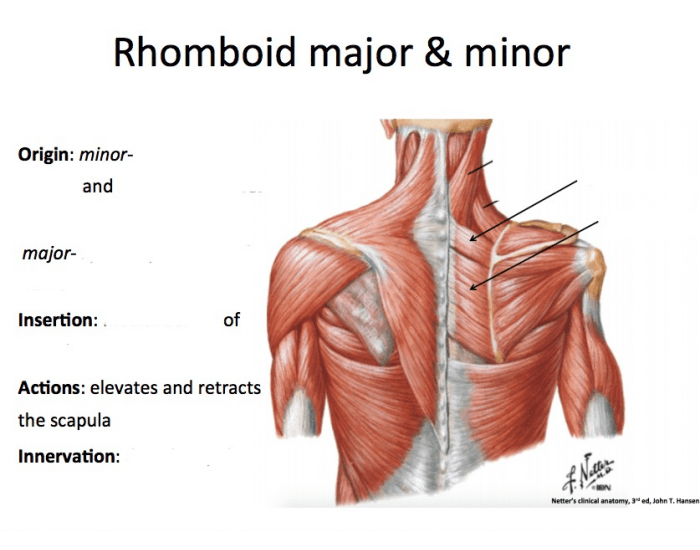 Большая ромбовидная мышца m rhomboideus Major