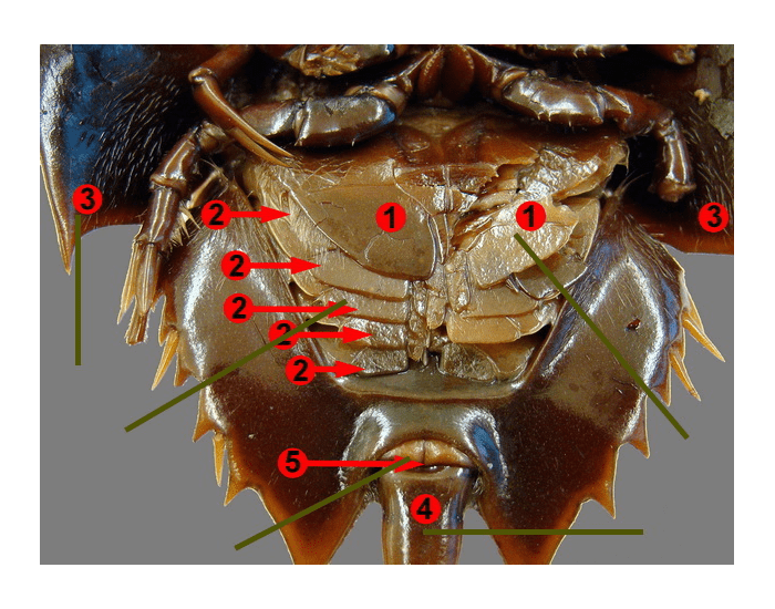 Жабры краба. Строение краба. Анатомия краба. Внутренние органы краба. Внутреннее строение краба.