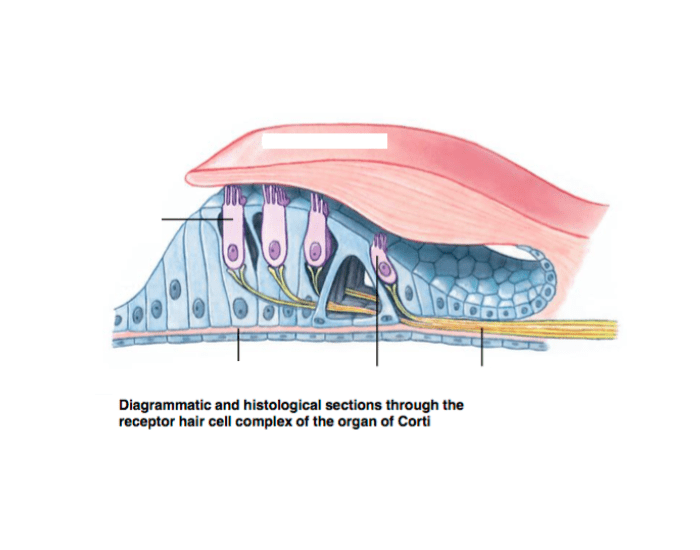 Волосковые клетки кортиева органа. Рецепторный аппарат улитки. Волосковые клетки кортиевого органа бывают. Типы клеток в кортиевом органе. Спиральный орган улитки гистология волосковые клетки.