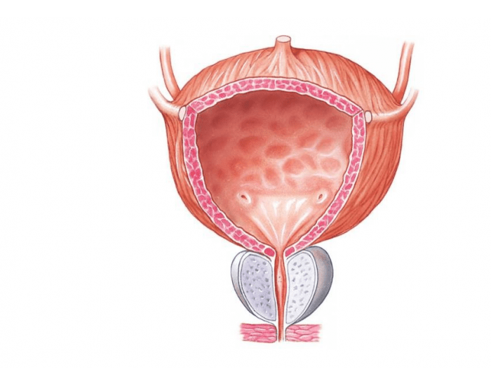 Область мочевого пузыря у мужчин. Мочевой пузырь орган. Мочевой пузырь атлас. Мочевой пузырь анатомия. Строение мочевого пузыря анатомия.