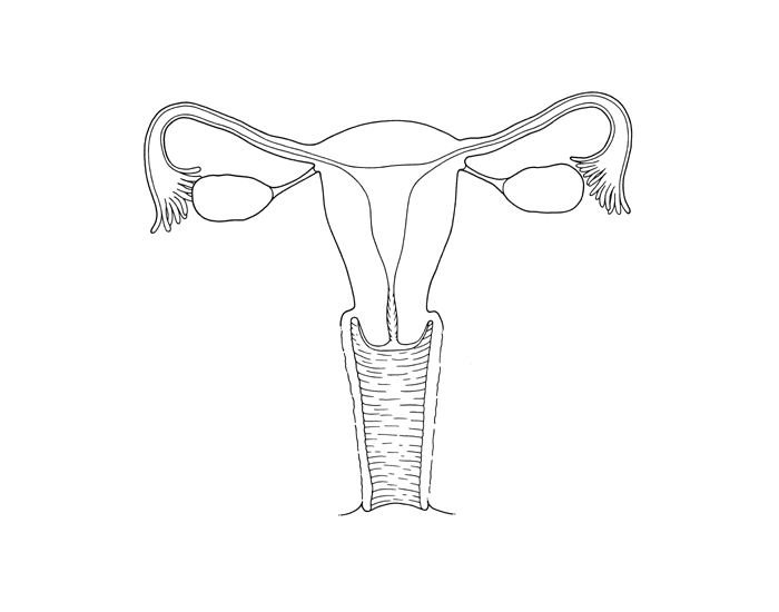 Женская матка рисунок