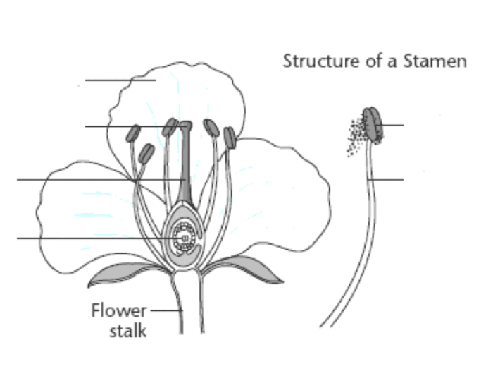 Основа цветка. Стигма цветок. Stamen is. Function of stamen. Filament is the Stalk of a stamen.