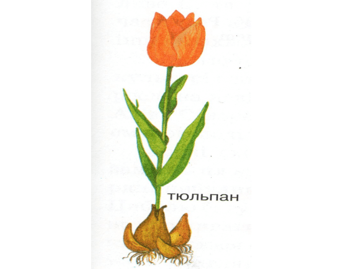 Корневая система тюльпана. Строение тюльпана. Луковица тюльпана биология. Тюльпан части растения. Строение бутона тюльпана.