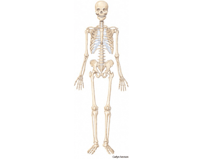 Костная система фото Костная система фото