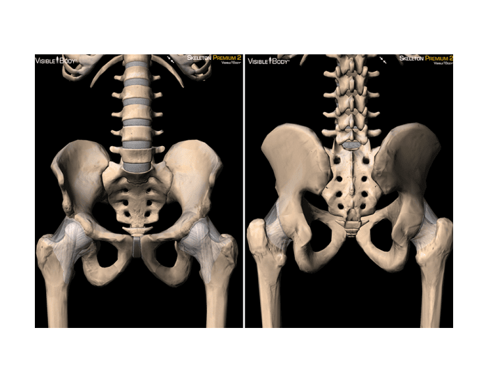 Кости позвоночника человека и бедро. Тазовая кость и позвоночник анатомия. Тазовая кость 3д. Тазовые кости сзади. Строение костей таза и поясницы.