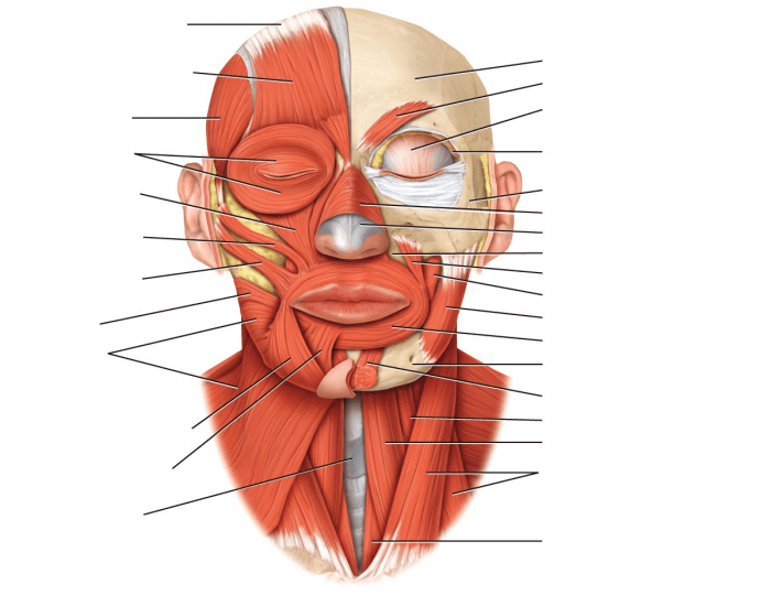 Corrugator supercilii