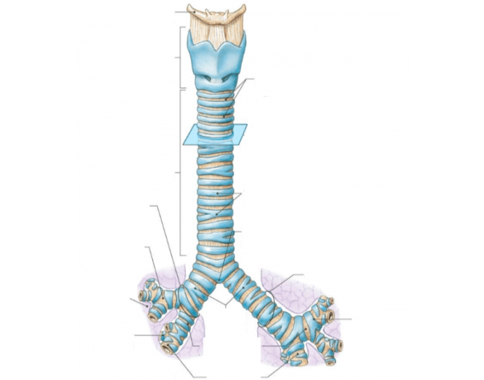 Трахея человека рисунок. Трахея. Киль трахеи. Трахея картинка. Трахея строение без подписей.