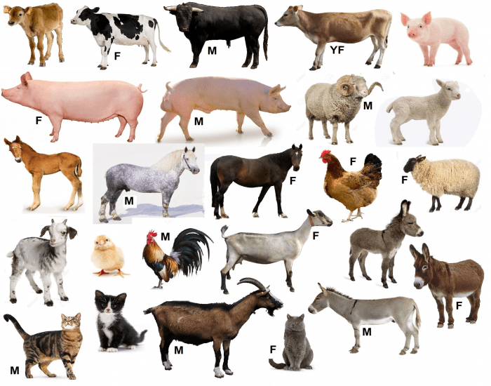 Все домашние животные список фото с названиями