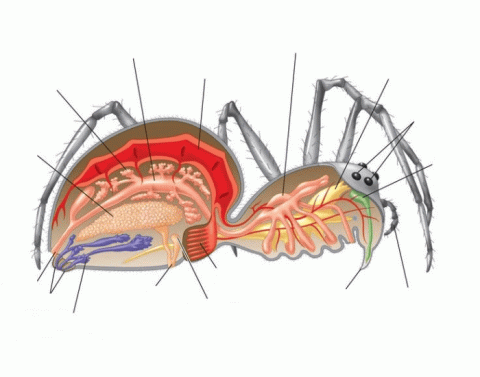 Нервная система паукообразных. Кровеносная система система паукообразных. Нервная система паука крестовика. Кровеносная система паука крестовика.