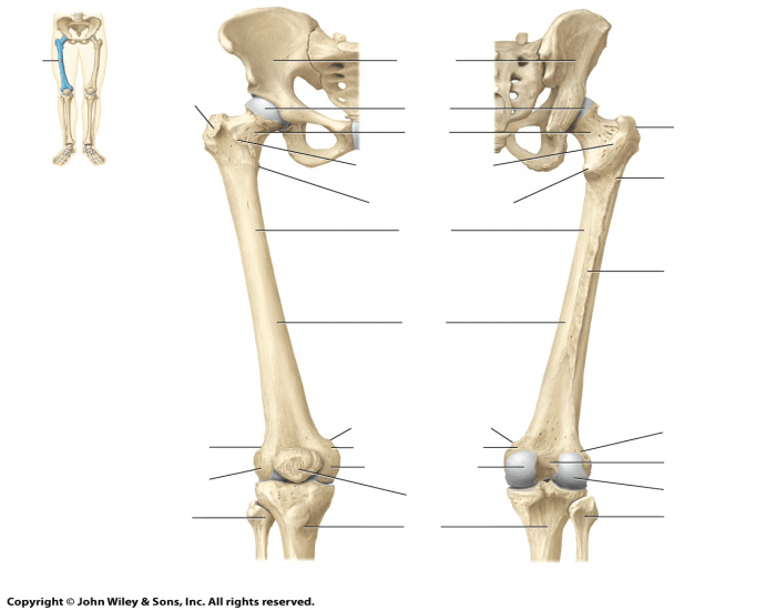 Сколько костей в бедре. Трохантер Майер. Анатомия бедренной кости рентген. Бедренная кость анатомия. Бедро и бедренная кость.