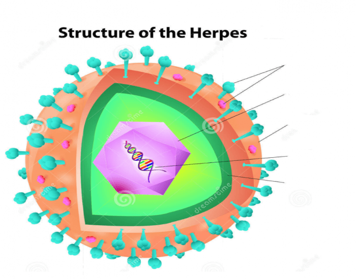 Схема строения вируса герпеса