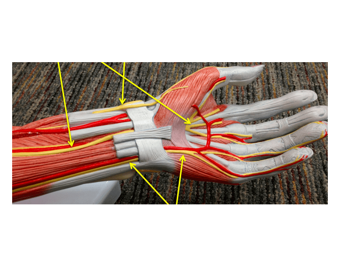 Большие жилы на руках. Нервы сухожилия мышцы анатомия кисти руки. Сухожилия 1-го пальца кисти. Сухожилие локтевого сгибателя кисти. Сухожилие лучевого сгибателя кисти.