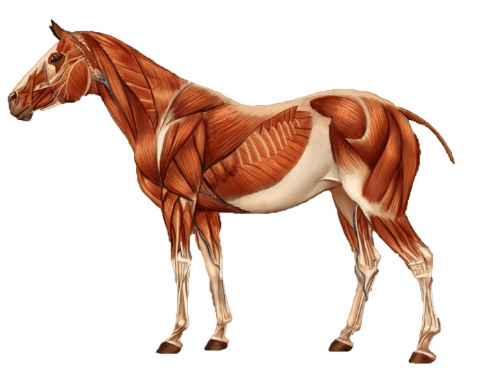 Muscle horse. Мышцы туловища лошади. Анатомия мускулатуры лошади. Конь мышцы. Мускулатура морды лошади.