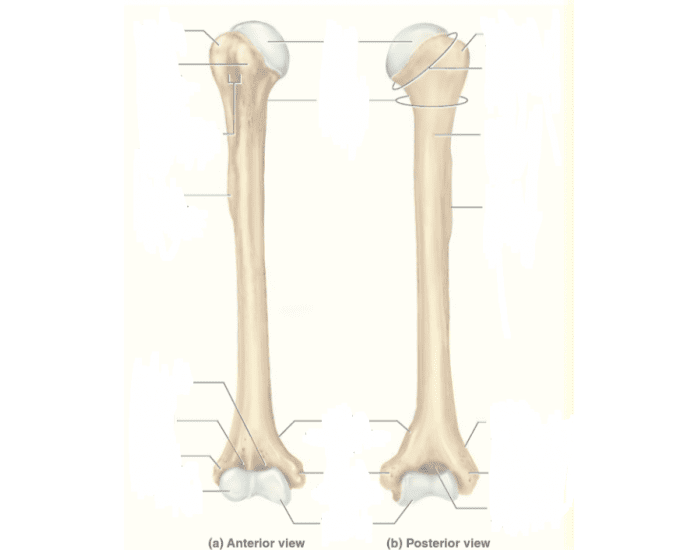 Long bone. Long Bones. Collarbones are long and short.