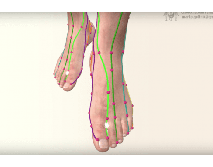 Меридианы на ногах человека схема