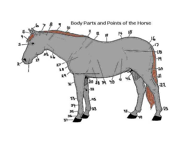 How horse. Horse body Parts. Horse body. The structure of the Horse's body. Horse point.