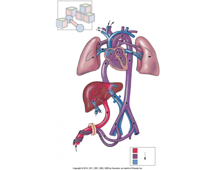 Рисунок кровообращения плода