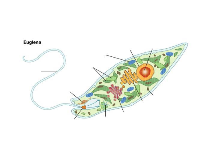 Эвглена зеленая рисунок