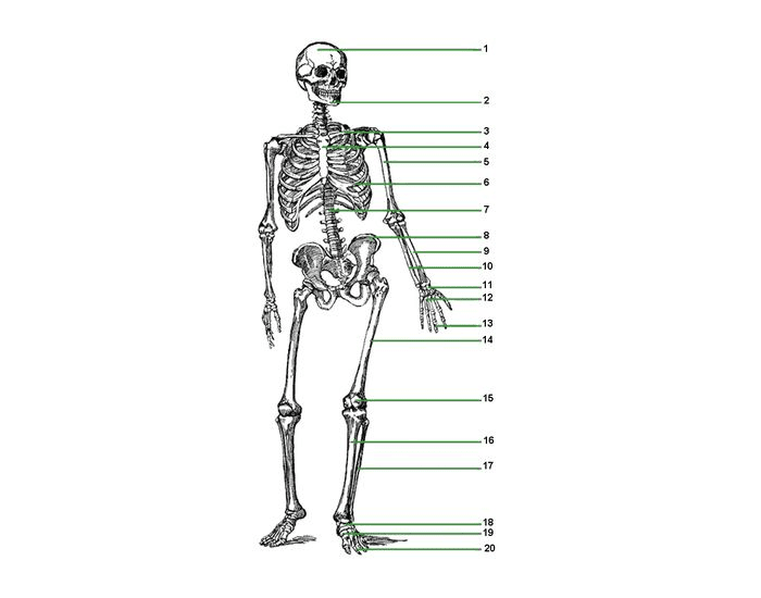 Человека рисунок с подписями