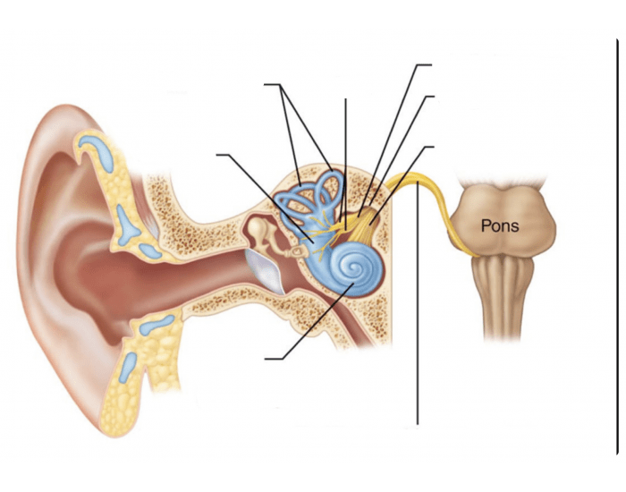 Почему дергает ухо. Слуховой нерв анатомия. Ход слухового нерва анатомия. Нервы уха анатомия.