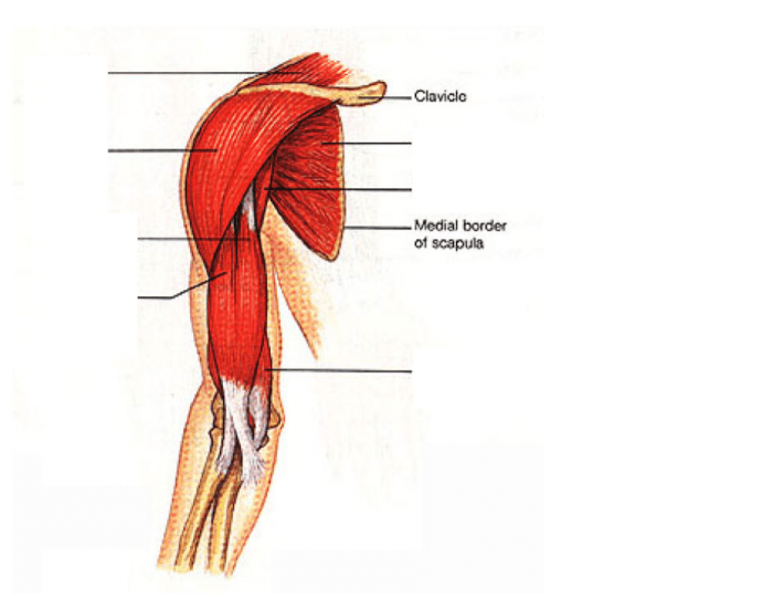 Двуглавая мышца плеча. Плечевая мышца плеча анатомия. Бицепс плеча мышца анатомия. Синергисты бицепса. Мышцы синергисты плечевого пояса.
