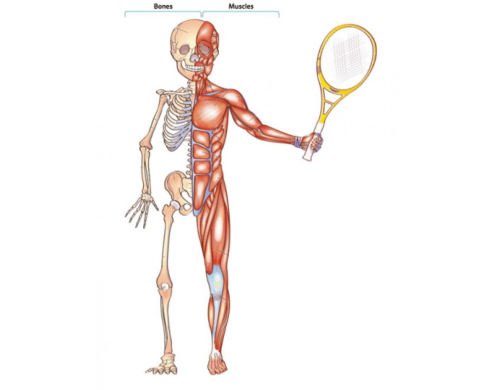 Bones and muscles. Скелет человека с мышцами. Мускулы и кости. Кости и мышцы ребенка-. Костная мышечная ткань.