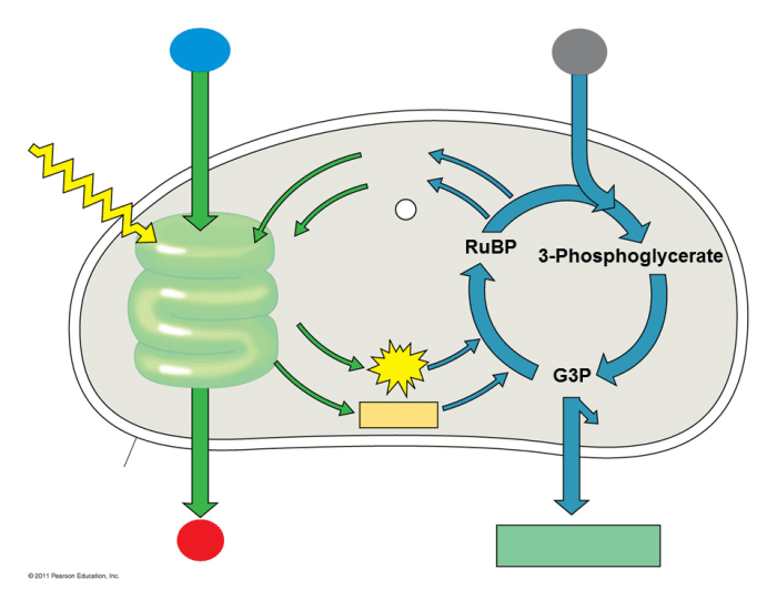 Изучите схему демонстрирующую процесс фотосинтеза протекающий в хлоропласте какое из перечисленных в