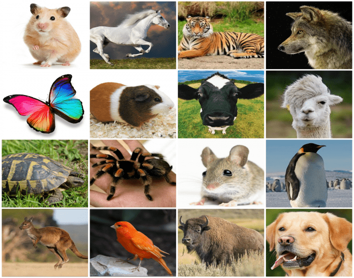 Проект unsere freunde tiere und vogel - 98 фото