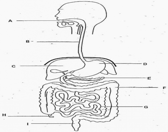 Рисунок пищеварительной. Пищеварительная система человека. Схема общего плана строения пищеварительной системы. Пищеварительная система человека рисунок. Строение пищеварительной системы человека схема без подписей.