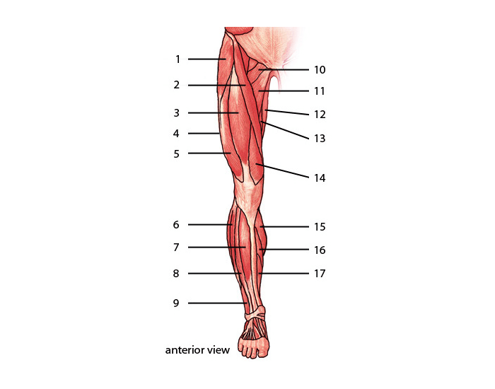 Мышцы ног человека названия анатомия картинки