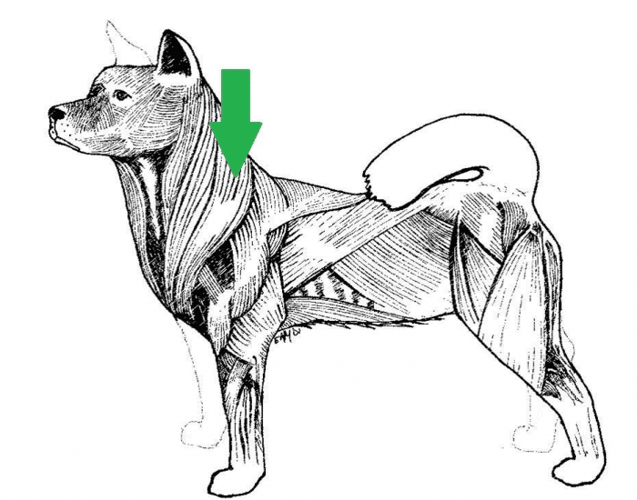 Внутримышечно собаке. Мышцы собаки. Ромбовидная мышца собаки. Трапециевидная мышца собаки. Анатомия мышц маленьких собак.