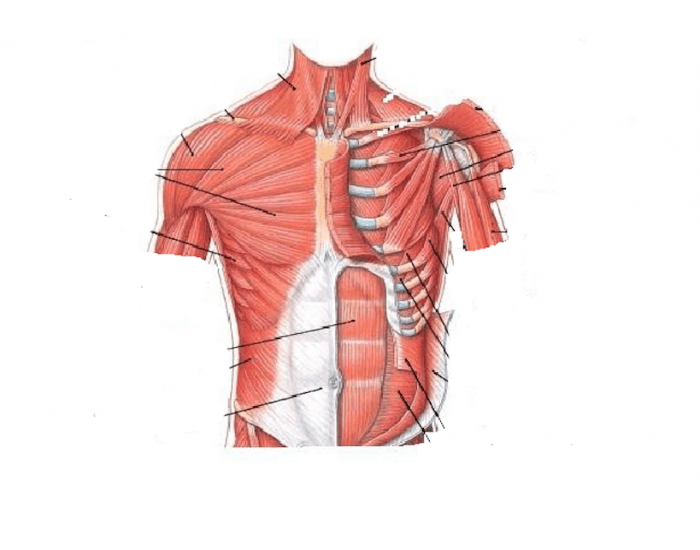 Internal Oblique мышца