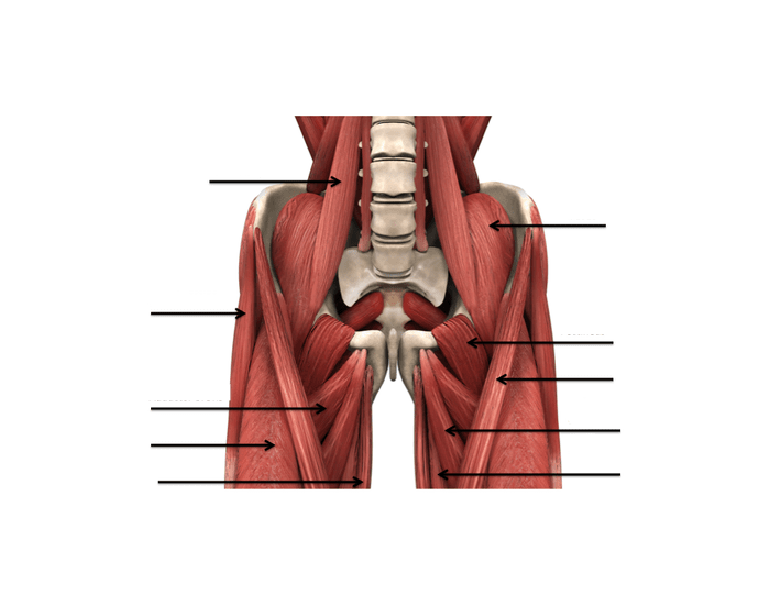 Pelvic muscles. Pelvis muscles. Suprapiriforme.