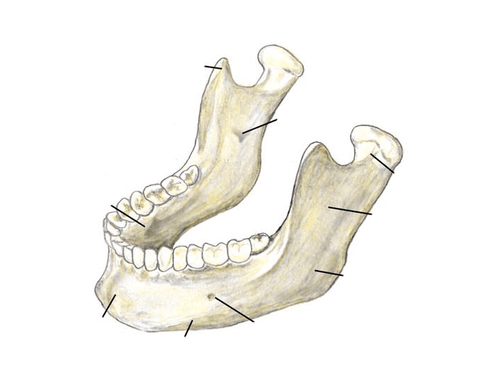 Нижняя челюсть картинки