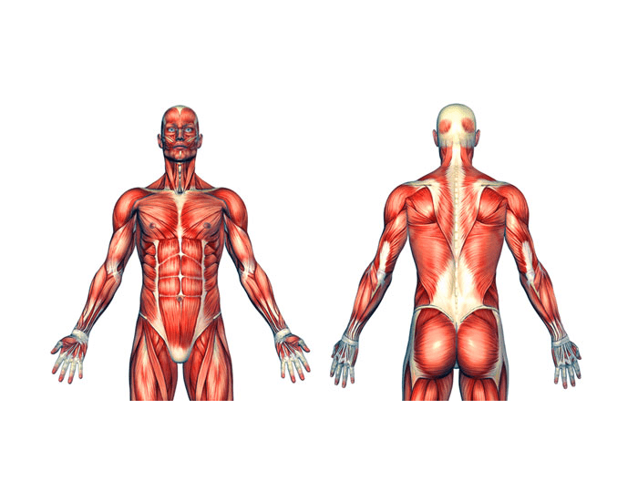 Cuántos musculos tiene el cuerpo humano