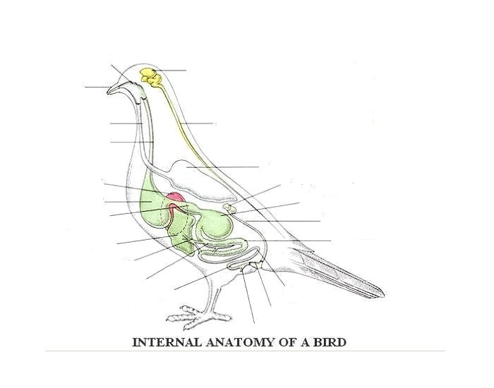 Пищеварительная система птиц. Анатомия птиц самцов. Excretory System of Birds. Анатомия птиц для чайников. Птица сидит на ветке анатомия.