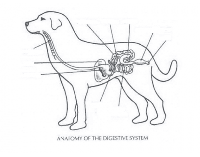 System animal. Строение пищеварительной системы собаки. Пищеварительная система собаки схема. Система пищеварения собаки схема. Анатомия пищеварительной системы собаки.