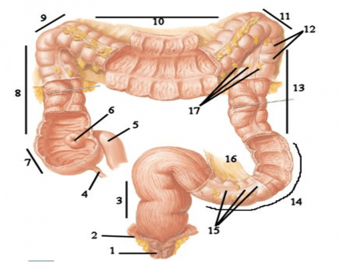 Сигмовидный отдел толстой. Ободочная толстая кишка анатомия. Сигмовидная кишка анатомия. Сигмовидная кишка атлас. Толстая кишка анатомия человека.