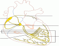 Electrical conduction system of the heart