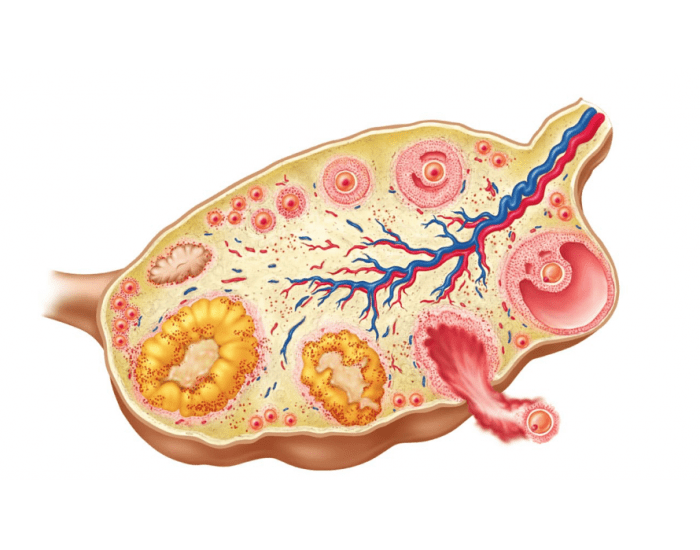 Строение яичника анатомия. Внутреннее строение яичника анатомия.