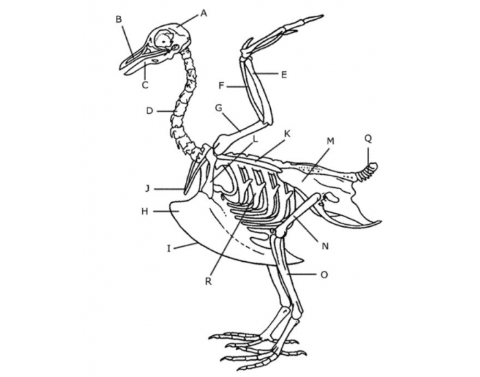 Скелет птицы схема