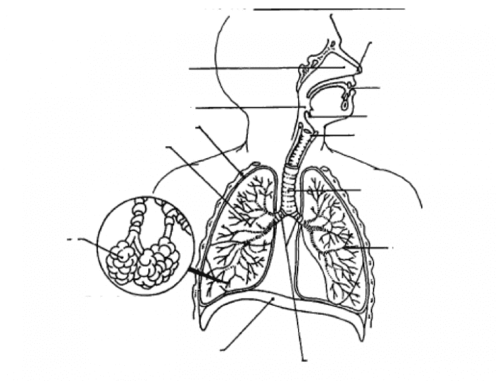 Дыхательная система рисунок без подписей