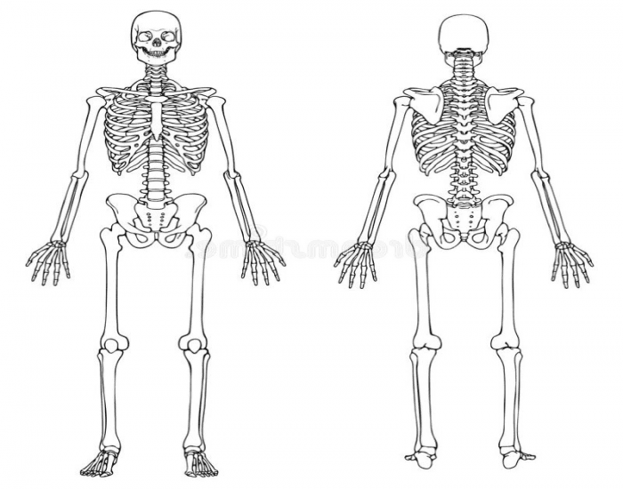 Скелет без костей. Скелет человека спереди и сзади. Скелет человека без надписей сзади и спереди. Скелет человека вид спереди и сзади. Скелет человека с двух сторон.