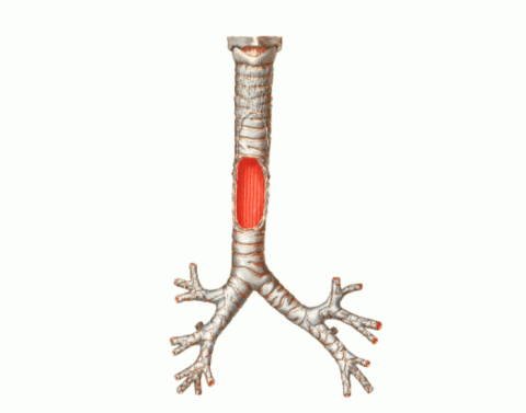 Трахея на картинке