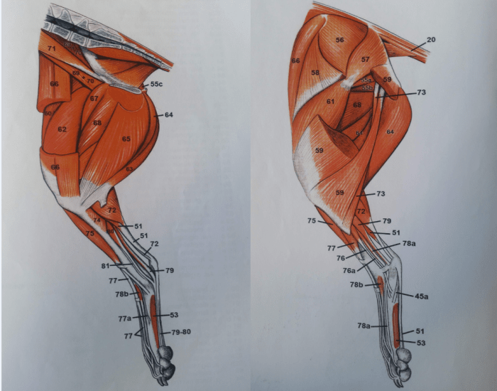 Мышцы собаки анатомия в картинках