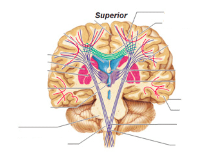 White matter. Internal Capsule Brain. White matter in Anatomy.